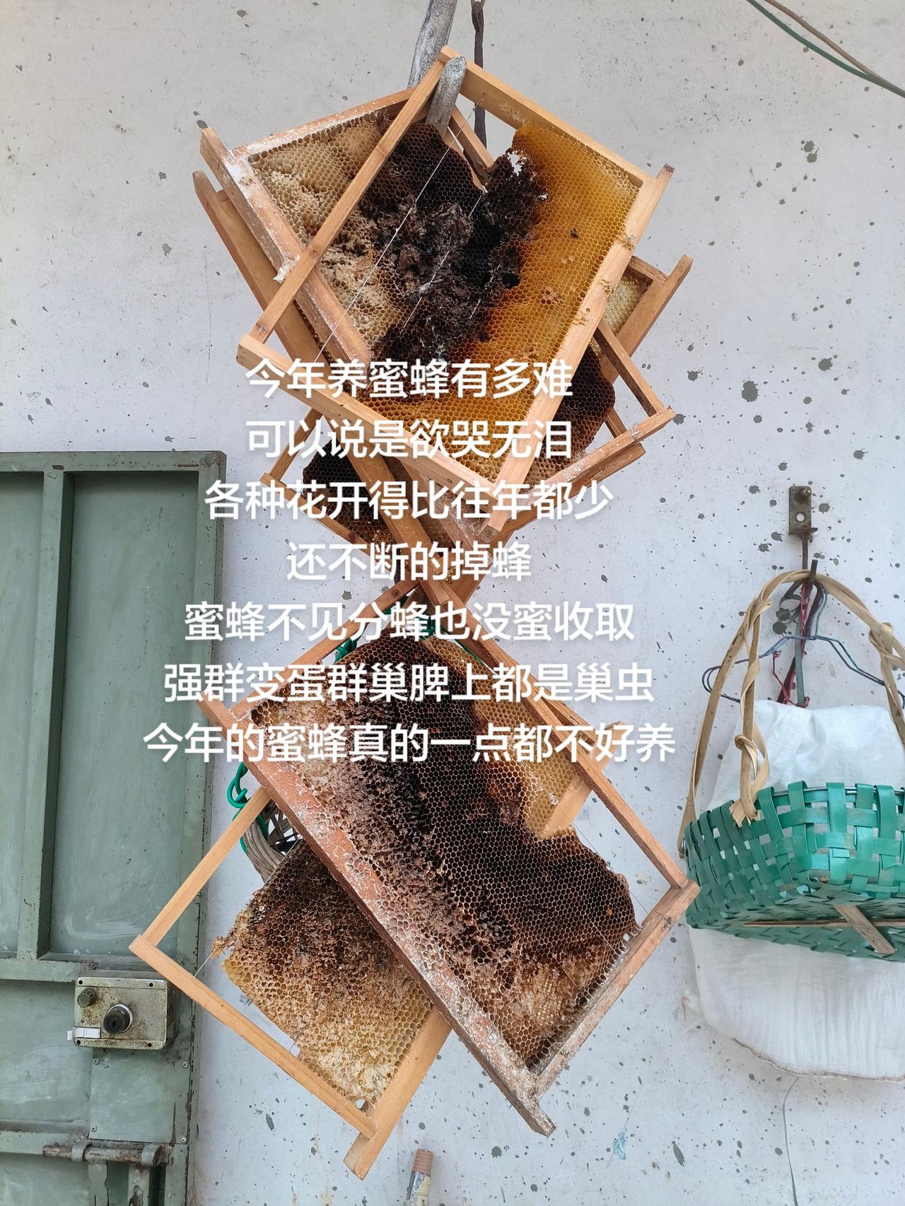 今年养蜜蜂有多难
可以说是欲哭无泪
各种花开得比往年都少
还不断的掉蜂
蜜蜂不见