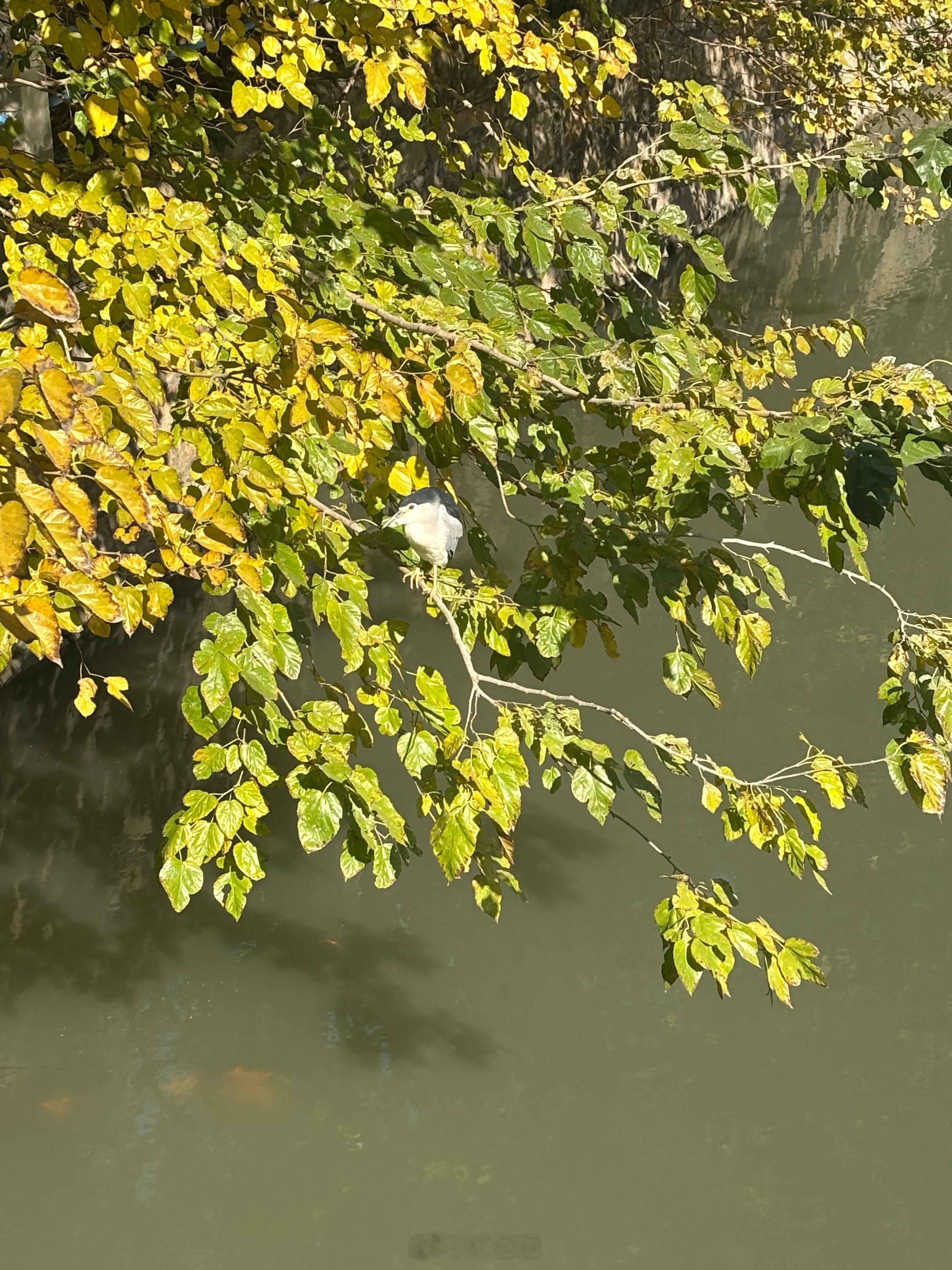 随手拍美景校园随手拍 昨天拍到的夜鹭国家二级保护动物俗名夜师傅，田园企鹅🐧 上