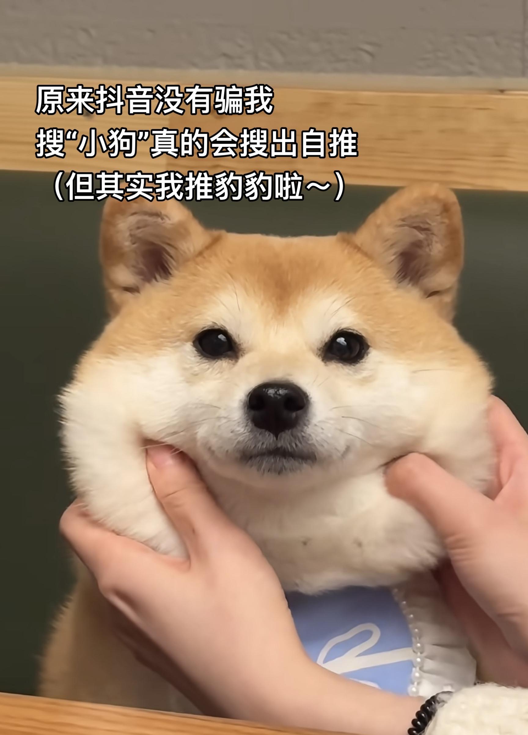 搜小狗真的会出自推啊哈哈哈。