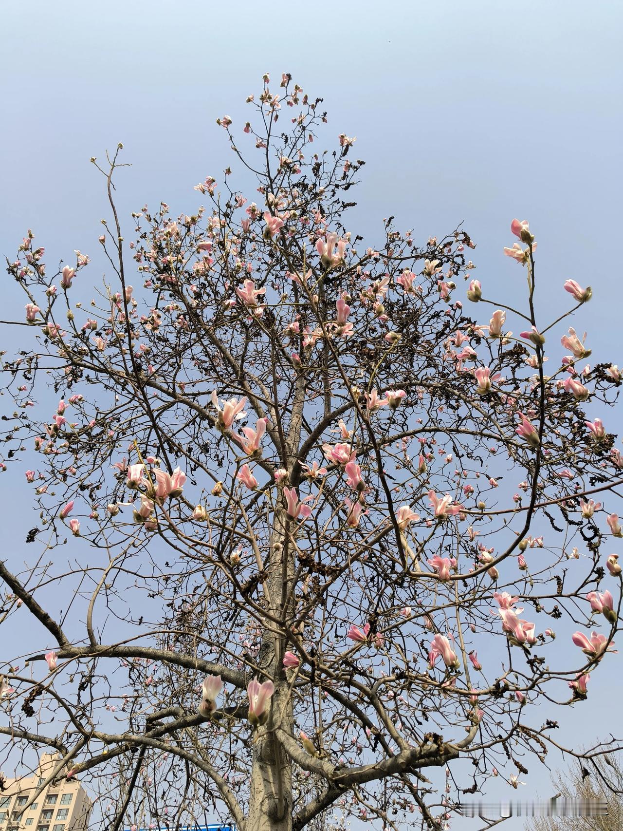 #春日生活打卡季#春天的气息扑面而来，浓香四溢的白玉兰真美！#季慢慢开花季节# 