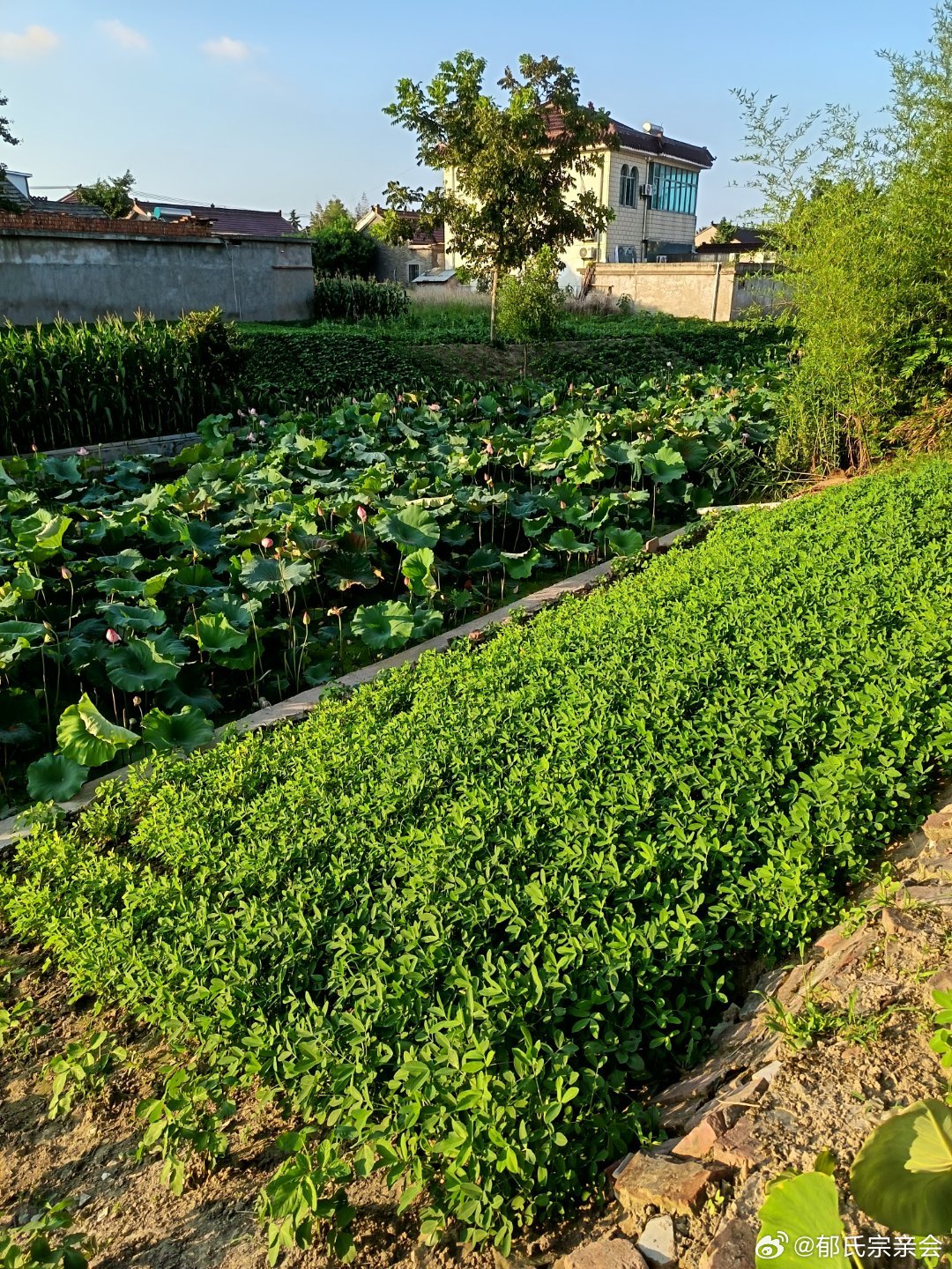 早上好！困乾逼出奇门征日，五路一戈。 