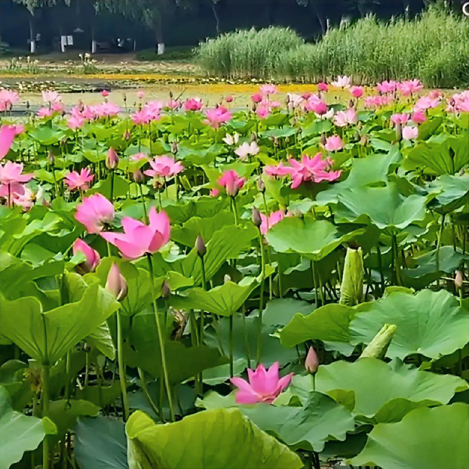 很喜欢林清玄一段温柔又暴击人心的话：春华难得，夏叶难得，秋实难得，冬雪难得，生命