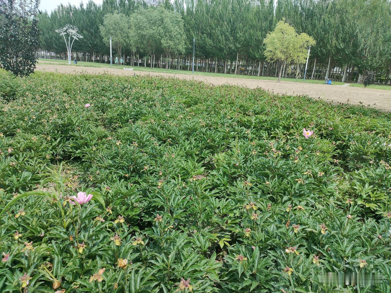 我觉得，蒙古与日本合作开采稀土不会成功。
   稀土是世界通用的战略资源。对每一