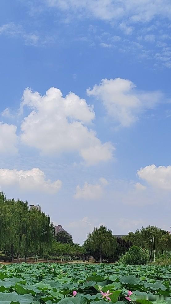 亳州南湖，原不过一方开阔池塘，这几年荷田渐盛，水杉成林。纵然盛夏骄阳灼人，湖畔依