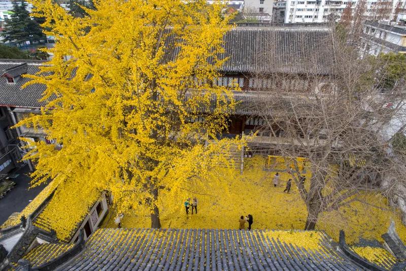 无题
黄叶仍飘风雨间，
青楼还奏管弦欢。
世间哀乐凭谁问，
贫富欢快苦难言。