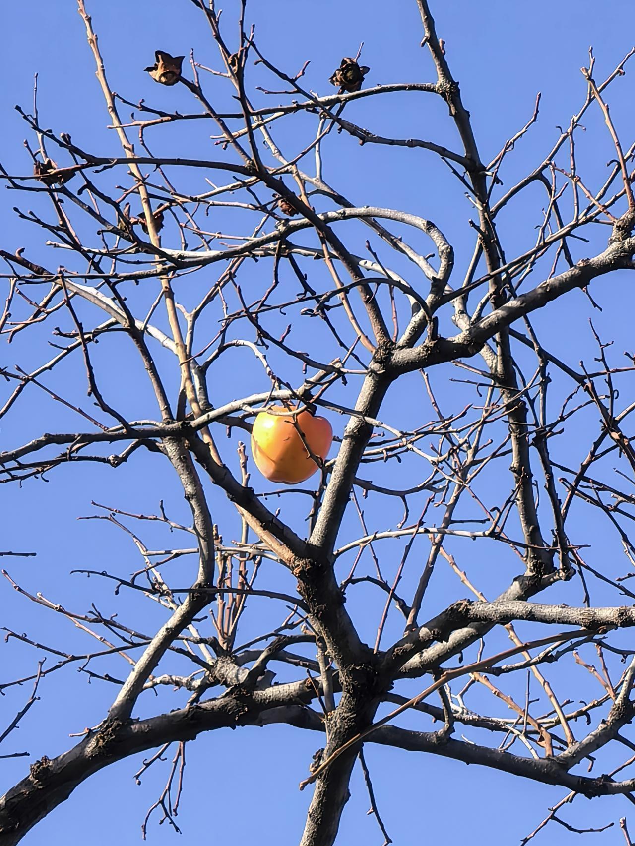 “毒丸条款”是怎么回事？

“毒丸条款”被搬进双边贸易协定时，核心含义是：

协
