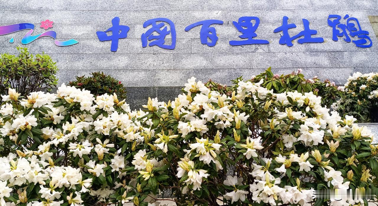 醉了，毕节杜鹃花海
 【旅途见闻】
  行在山水间，记录好风景。这一站——贵州毕