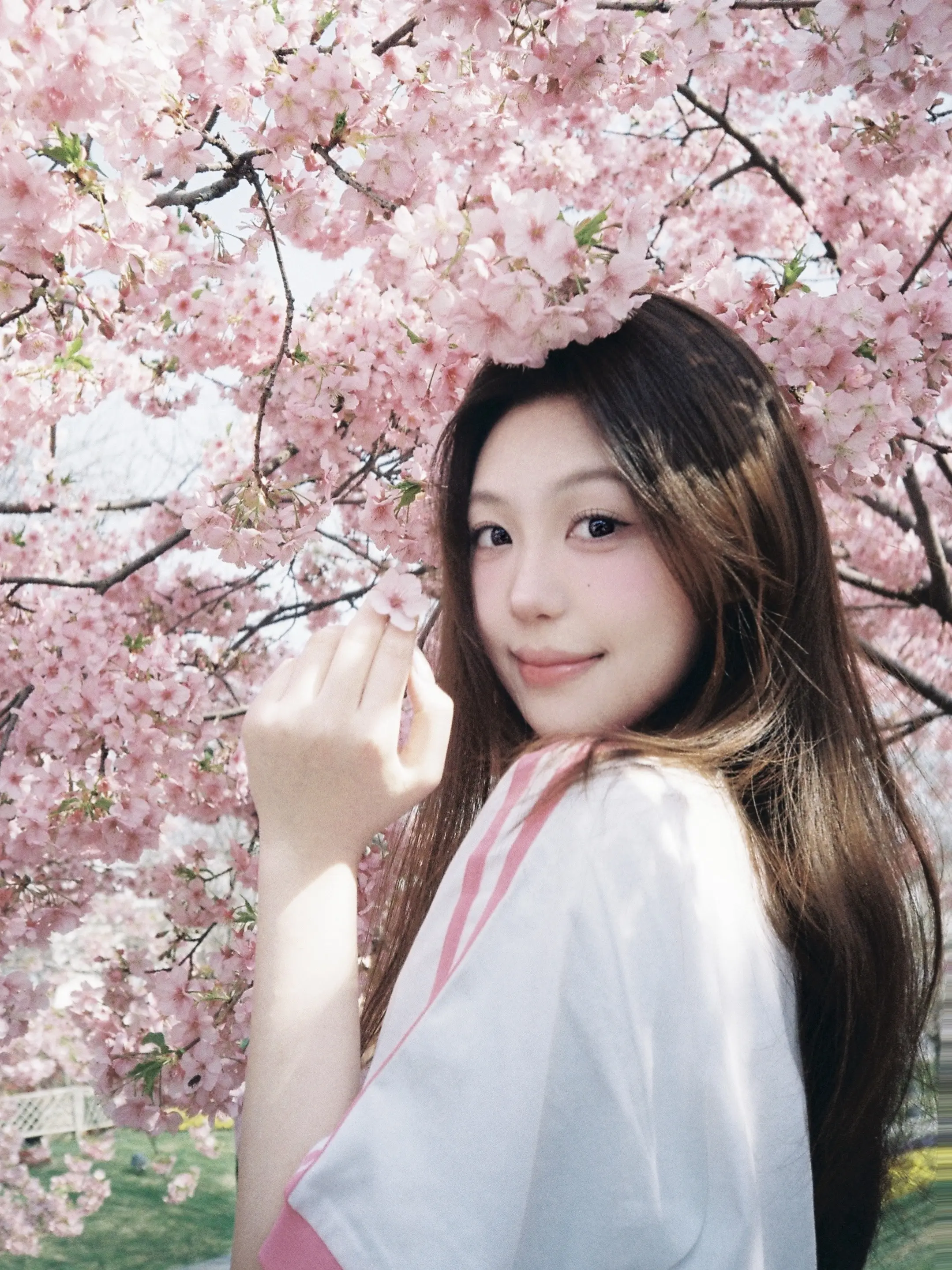 掉进了樱花季里。