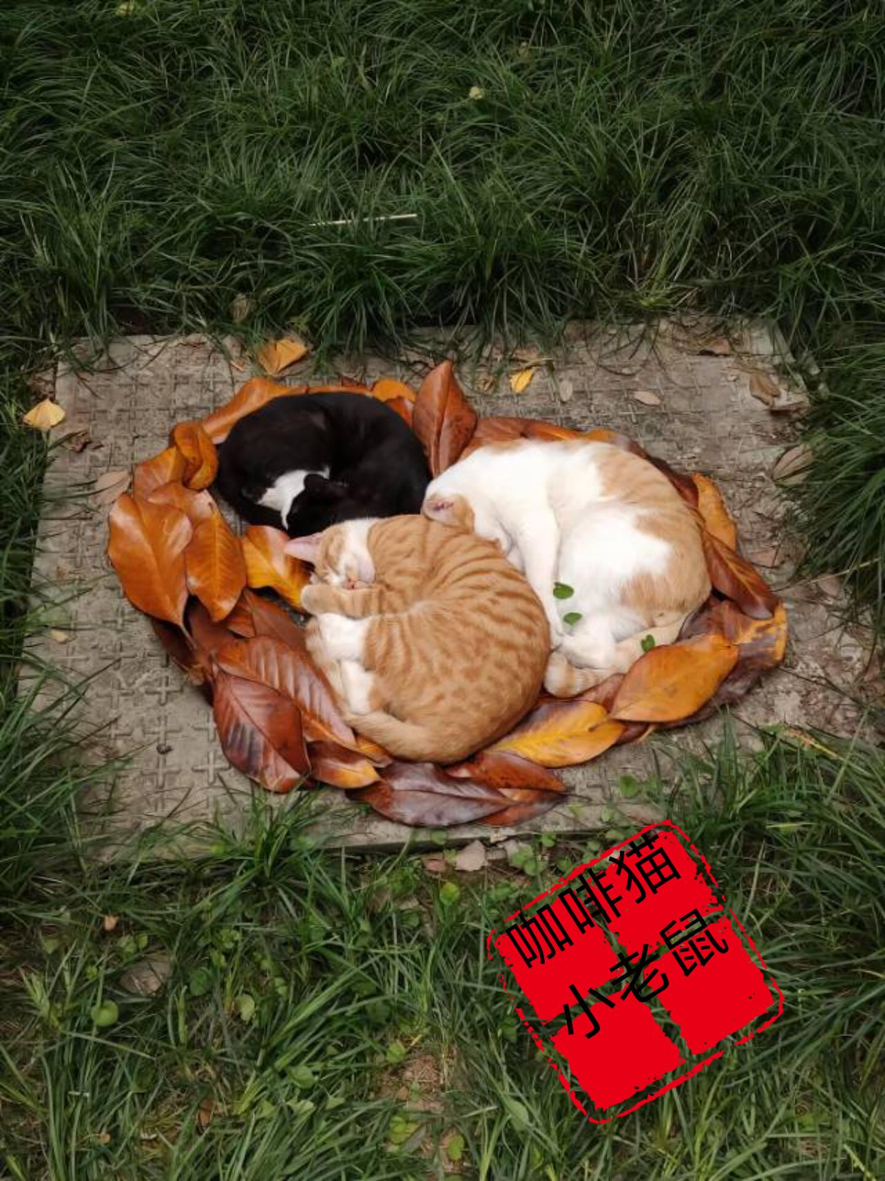 当你看到这几组图片的同时，你又会想起什么？是不是勾起你曾经丢失已久的爱猫，或是想