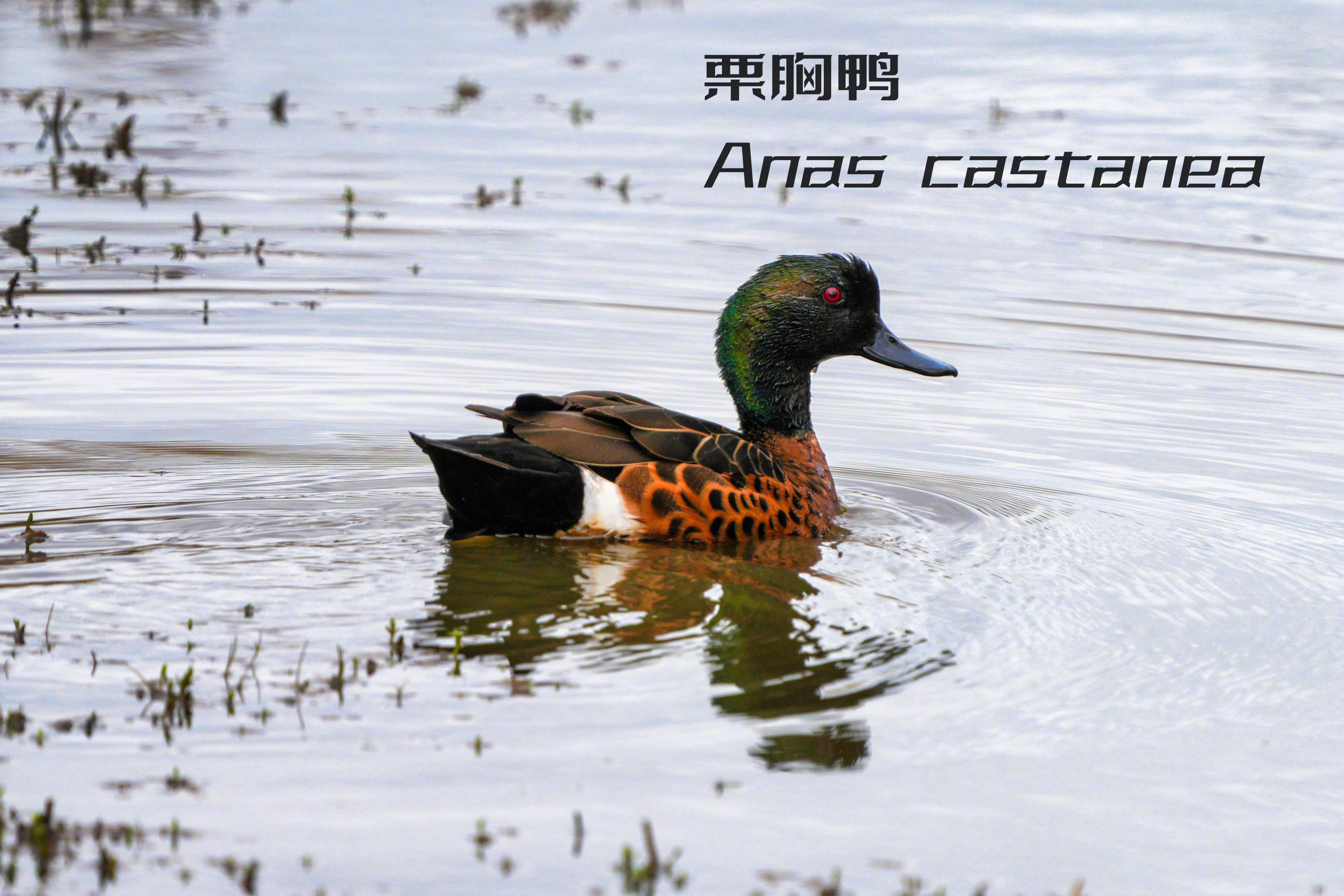 晚安，一只澳洲鸭子 