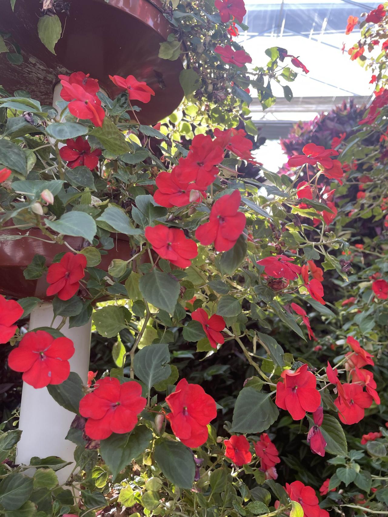 今天如愿以偿地出去小蹓了一圈，去的是敕勒川现代农业产业园，票价9.9元/人、次。