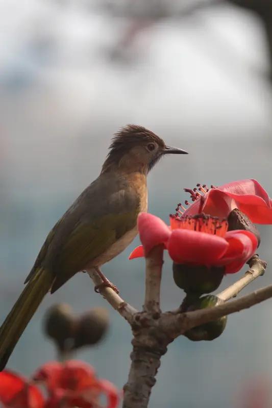 AI妙生图四月天，凌晨4点多，啼鸟叫醒了我。