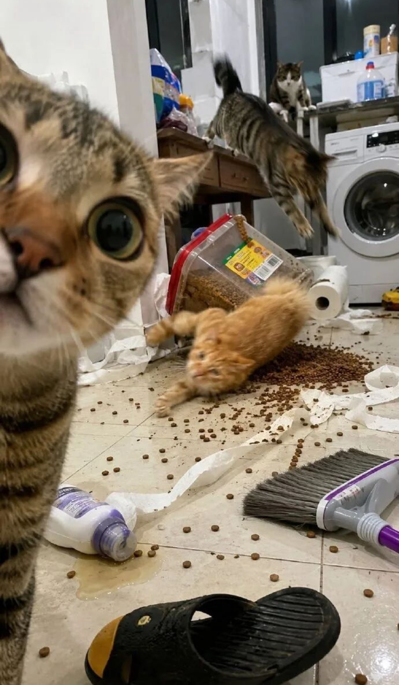 坏蛋联盟 疯狂作案中～猫咪摄影