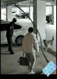 全网怒赞！停车场突发惊魂一幕，狗子疯狂拦路大叫，2秒后所有人肃然起敬！
 
谁懂
