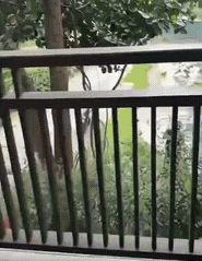 真是没想到啊，泰国某些看着清澈碧蓝的池水，竟然是人工用染料染的。
有网友在泰国旅