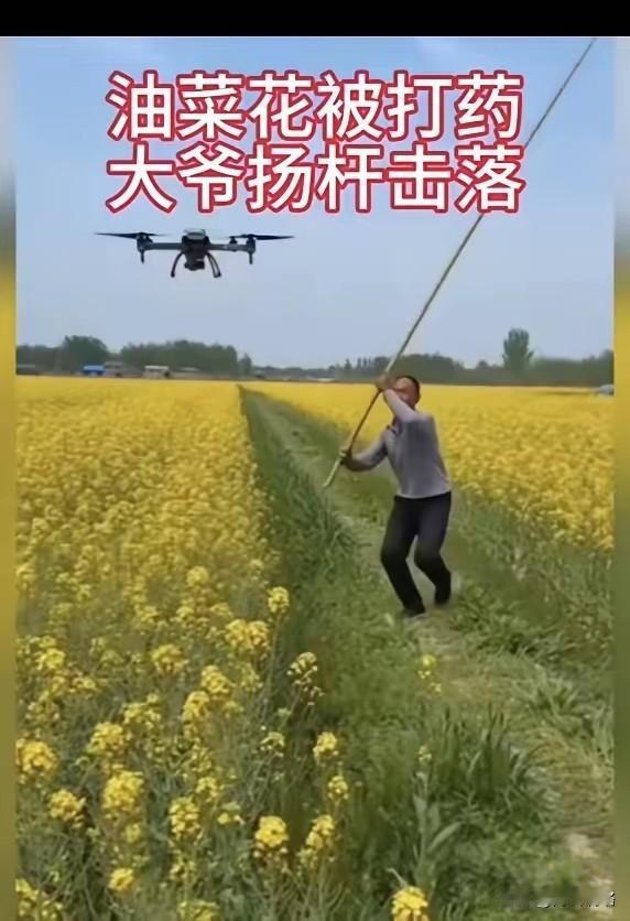 大爷才不​去惯着，抬手就举起长杆，直接击落盛花期喷药的无人机。

这位种​了一​