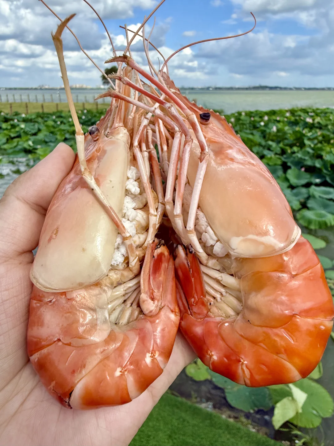 有没有江浙沪的宝宝解释一下？