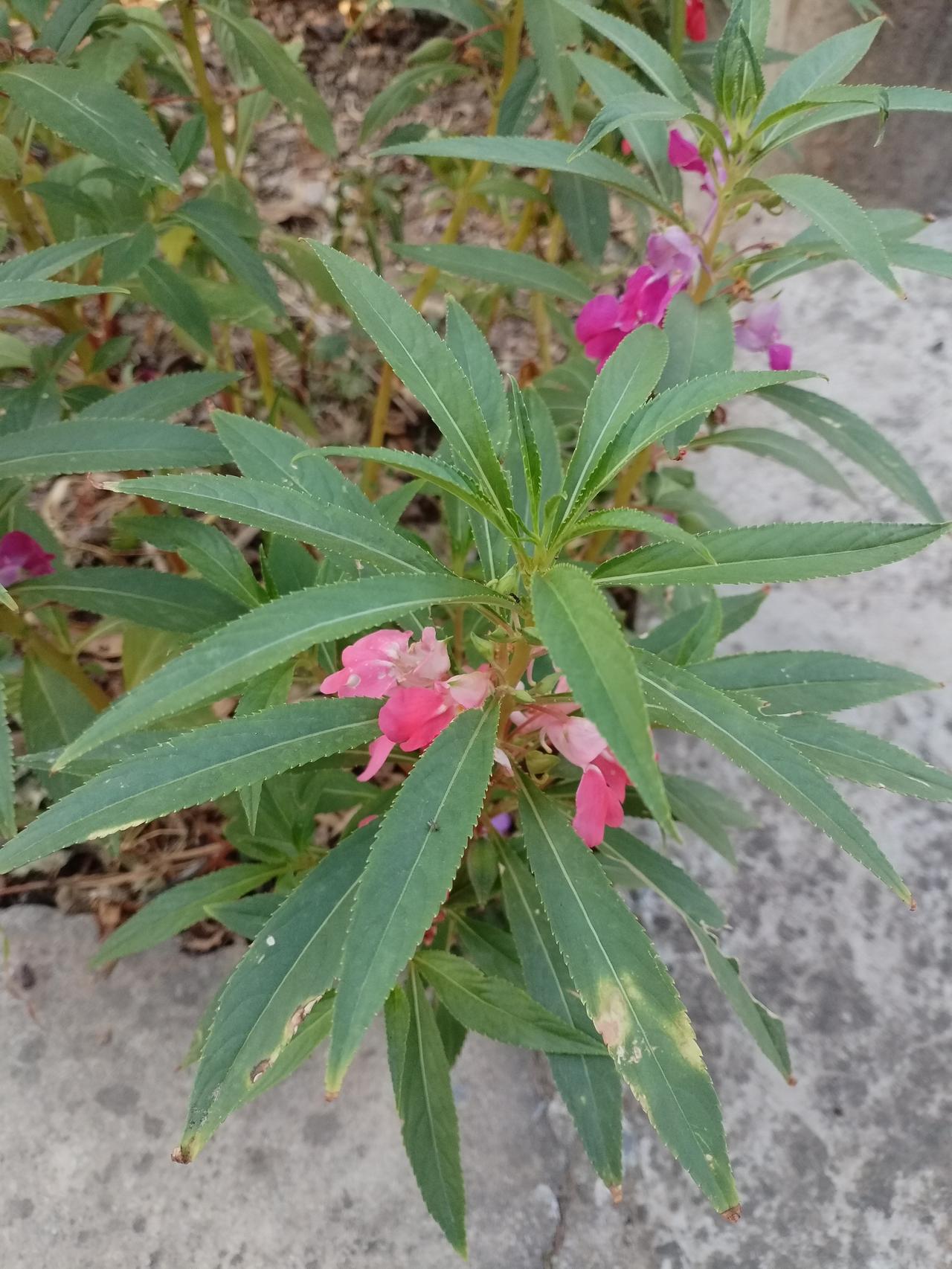 今年6月开始,我们这渭北旱塬就没下一滴雨，门前的小花 长的没有前年的精神。
  