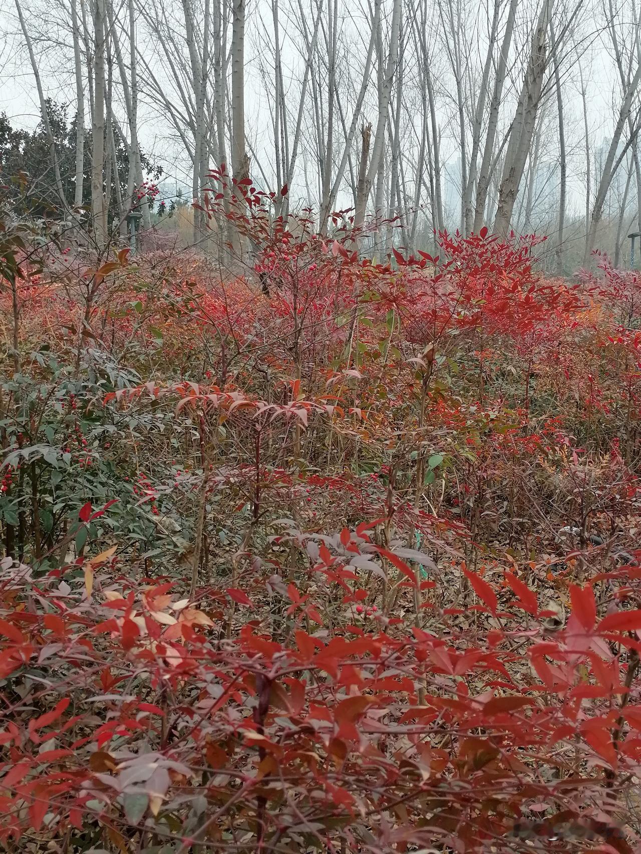 冬日生活打卡季有人说香山红叶是中国最为著名的红叶欣赏点，然而，眼前并不是著名的景
