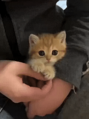 爪爪一定要放在上边的小猫 ​​​
