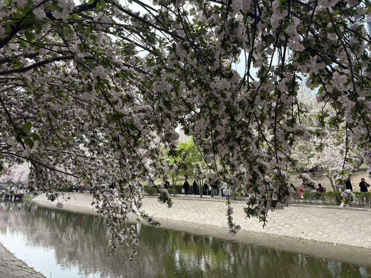 春日生活打卡季 春日美好，真的让人沉醉！就像北京四月那些私藏的赏花秘境，藏着满满