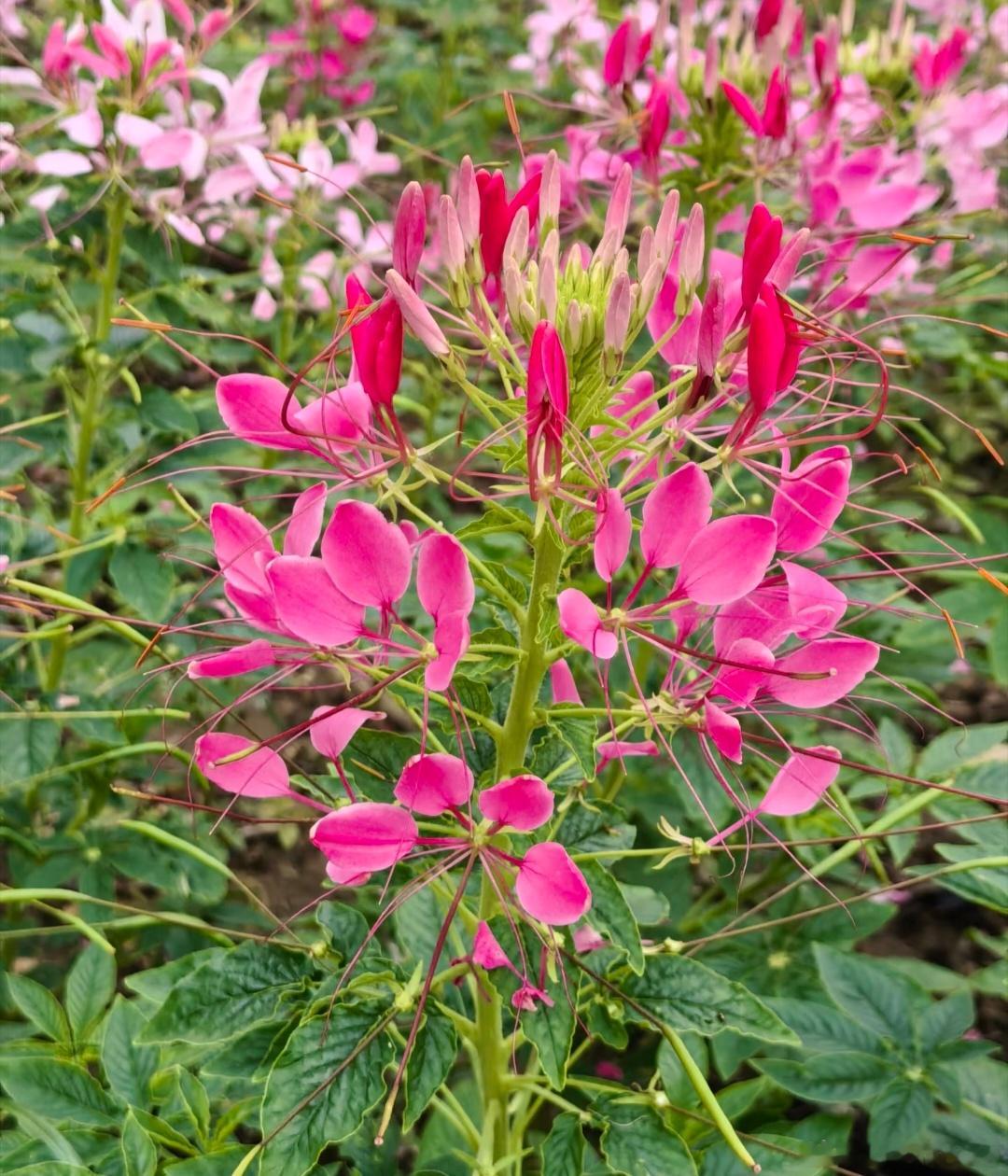 ～365植物心语～ 🌿✨📅 0️⃣7️⃣月1️⃣2️⃣日今日植物：醉蝶花（蜘