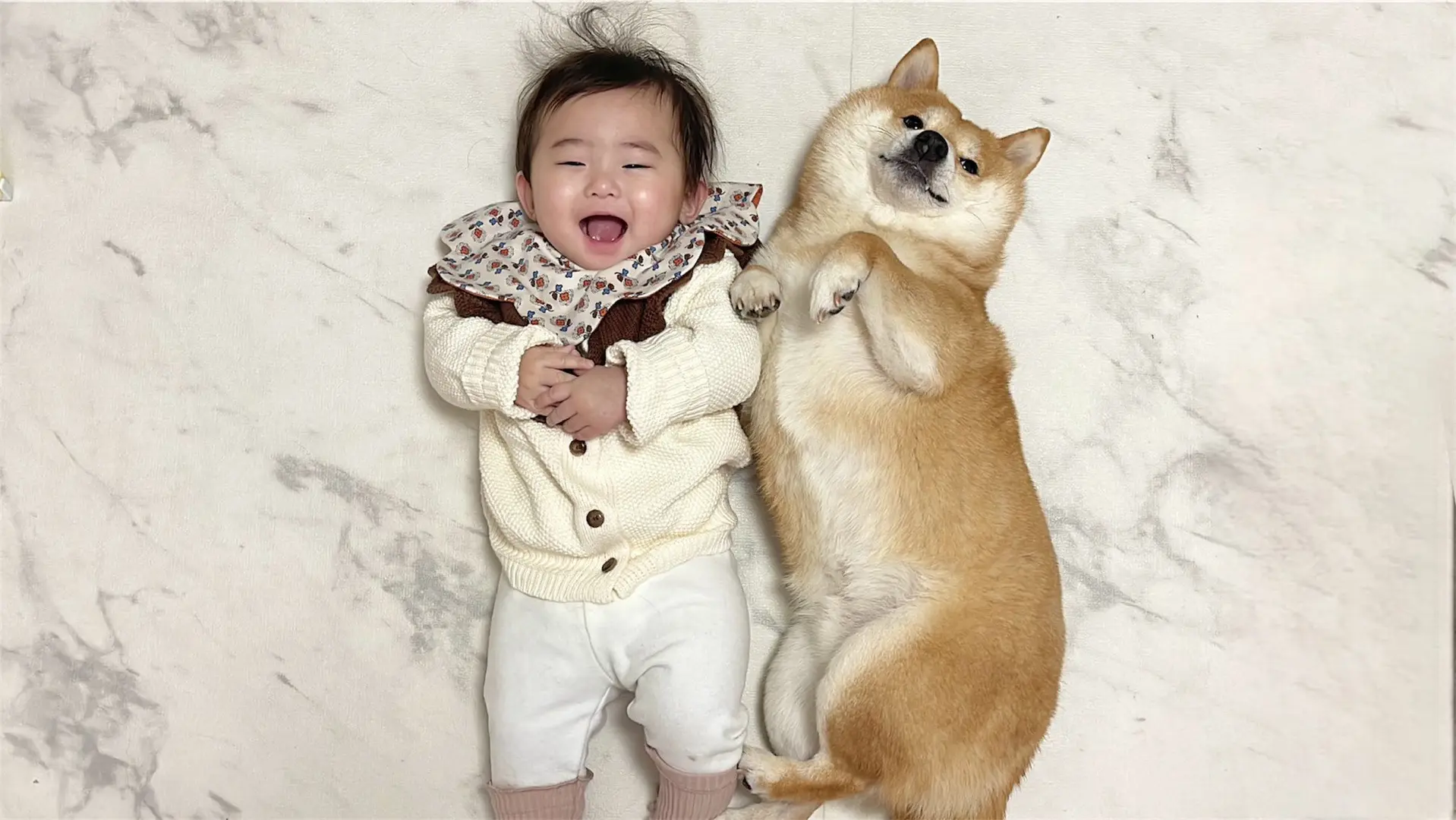 小狗的治愈瞬间 谁能拒绝会旺财的修狗 柴犬表情包 柴犬 柴柴日常