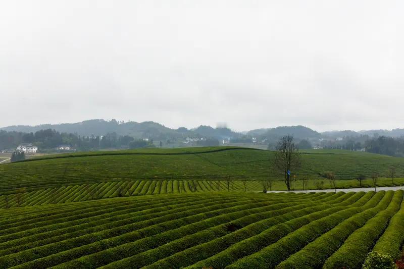 要是我，还真有点纠结是否愿意在贵州大山里生活。
像湄潭县，叶家父子在那接力种茶，