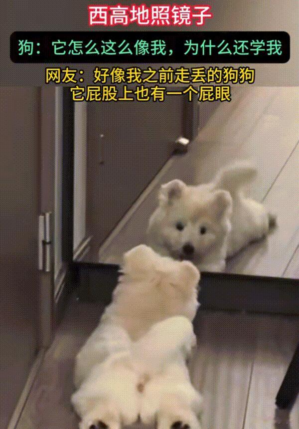 笑不活了！河南，当主人在家中安装上镜子之后，臭美的小狗也是人生第一次照镜子就直接