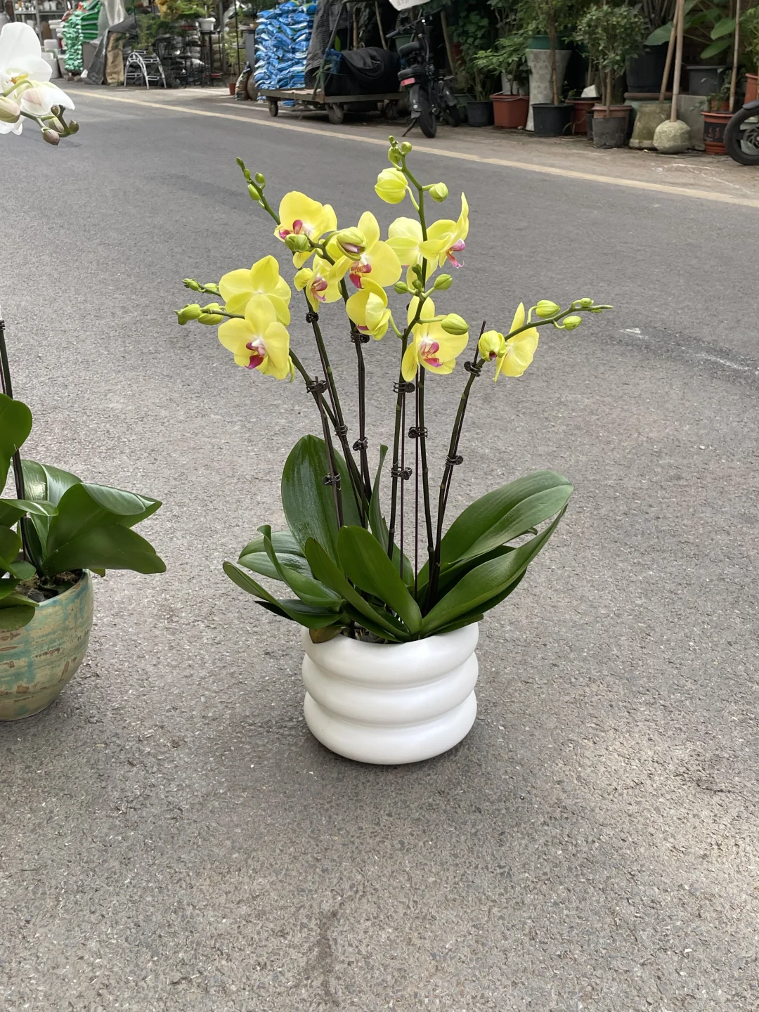 重庆夏天一样要买蝴蝶兰🌷