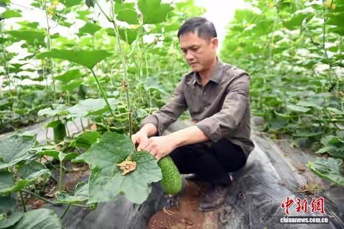 从荒坡到海外！南宁青年用一颗甜瓜，让家乡味道“香”遍世界

南宁郊外的丘陵上，曾