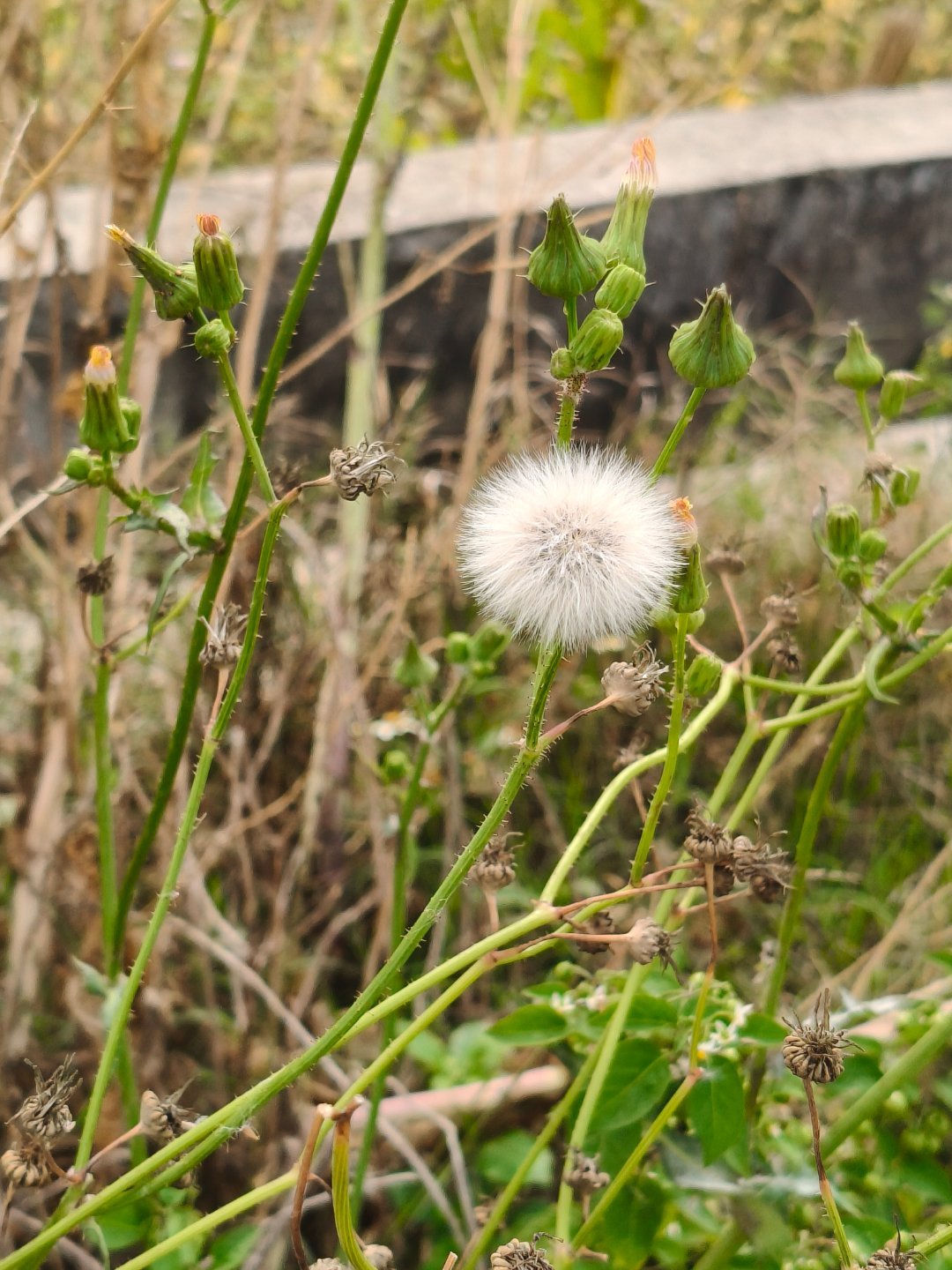 一起长大的约定 那样清晰 打过勾的我相信 