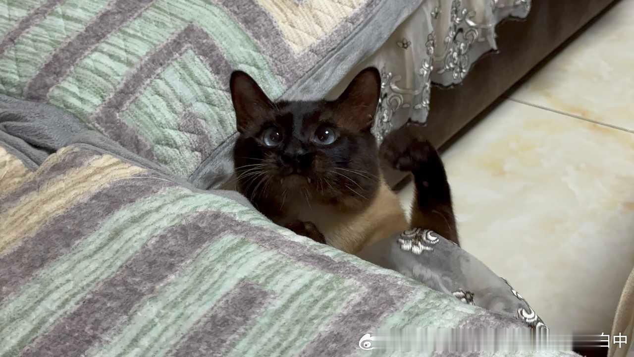 3994只黑脸猫眼罗 