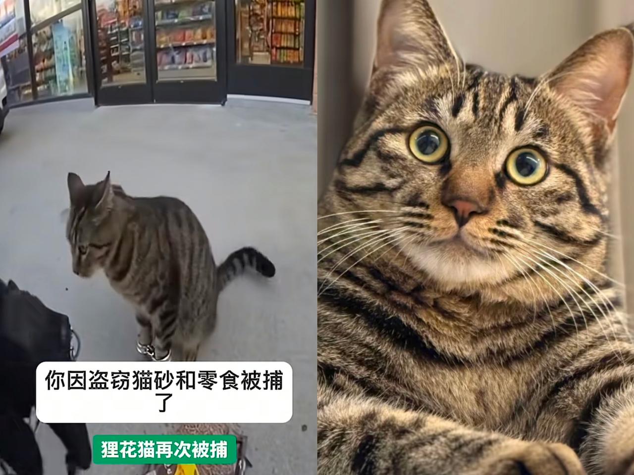 家人们谁懂啊！一只中国狸花猫被带到美国后，直接把“干饭骨气”焊在DNA里了——放