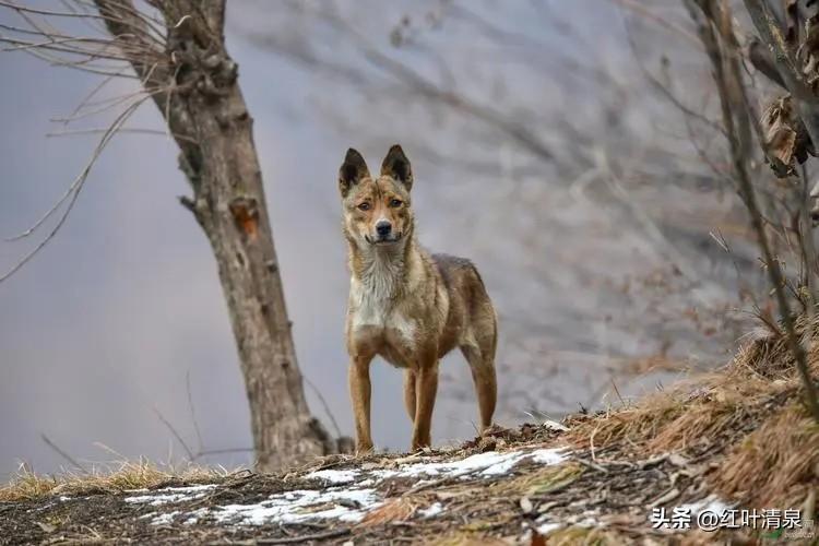 对于特朗普的一意孤行该如何办

特朗普高调宣布访华计划，甚至单方面敲定行程，至今