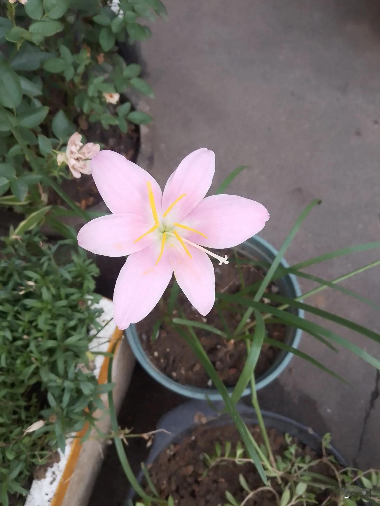 这花名字起得太贴切了，风雨兰，每天买菜我都会从一家小理发店门口经过。

理发店门