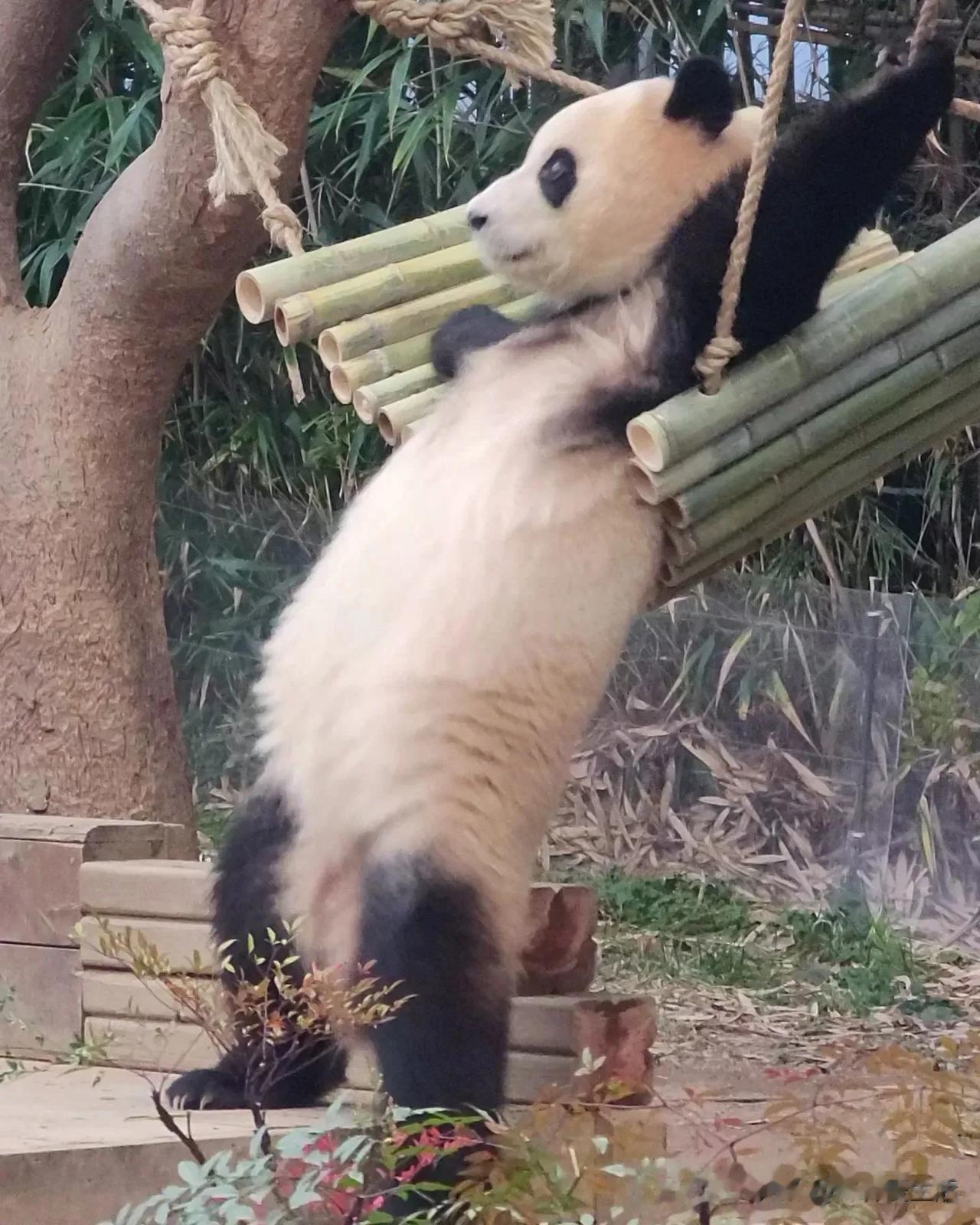 大长腿的福宝，恭喜你，最后时刻，没摔倒，不然上榜的内容就是两样了。


腿长就是