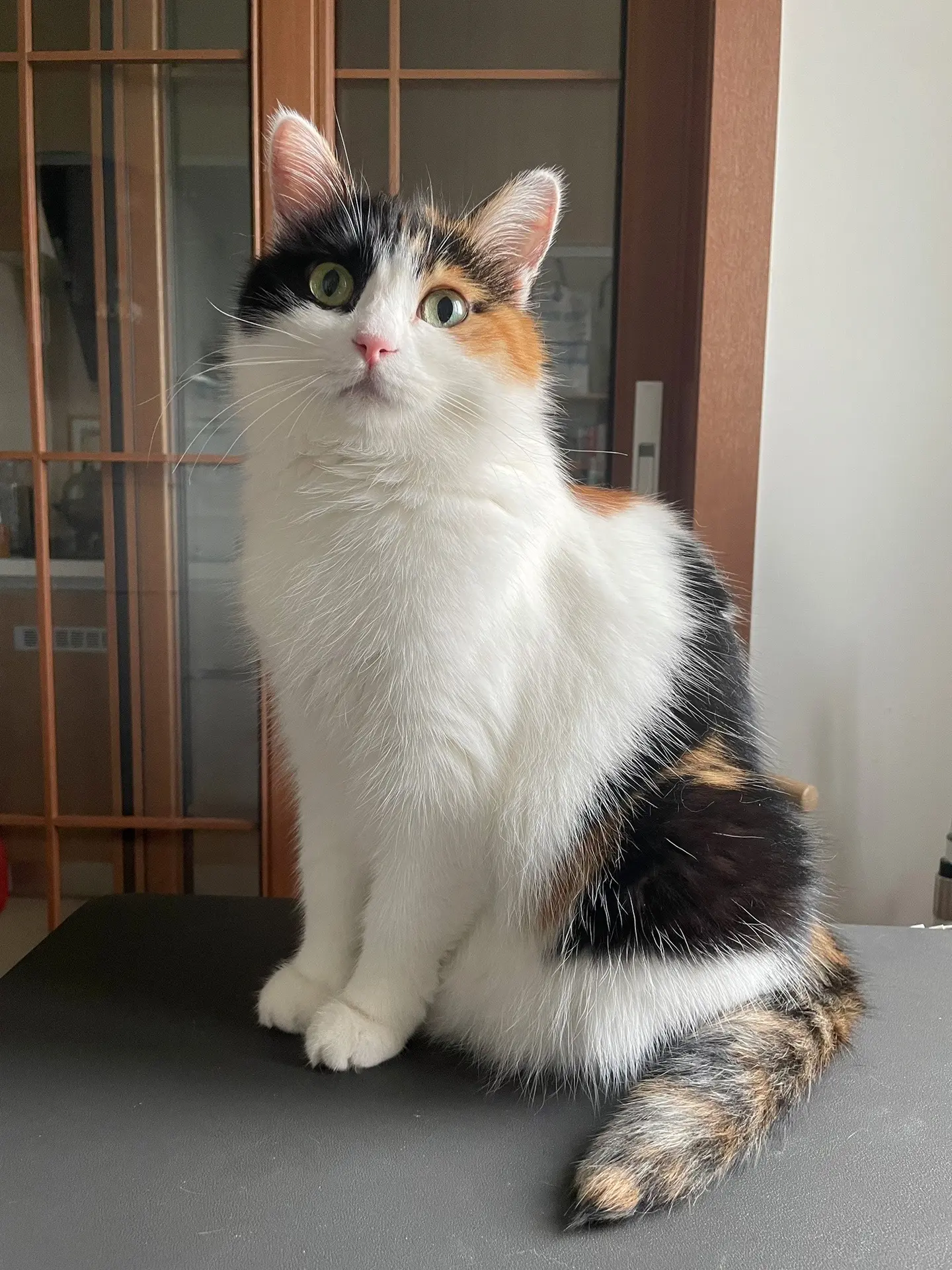 2015年捡到我第一个宝贝。三花猫