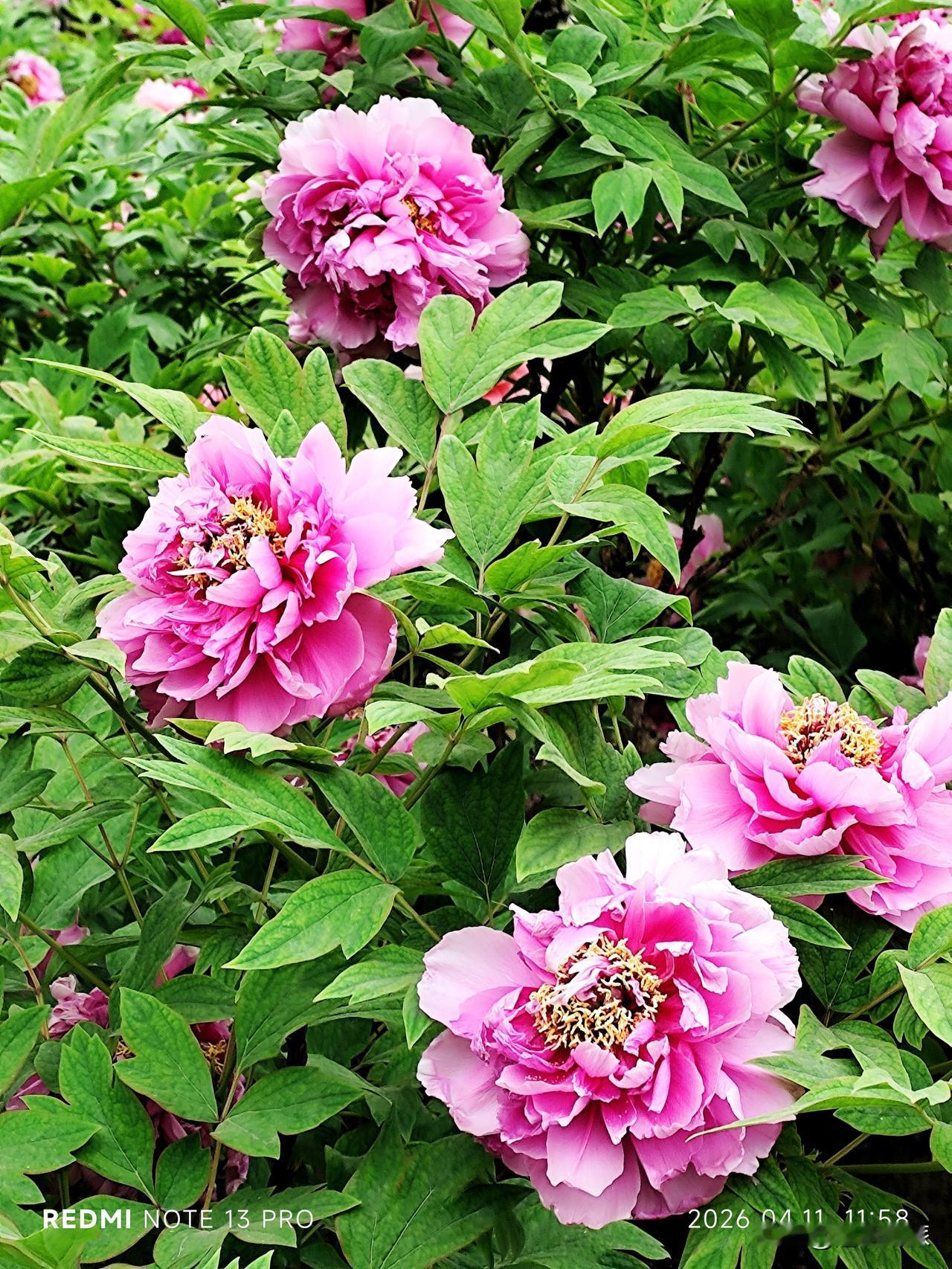 昨天去了西安昆明路与唐延路交叉口的牡丹苑，这里果然是牡丹荟萃，虽然我错过了盛开期