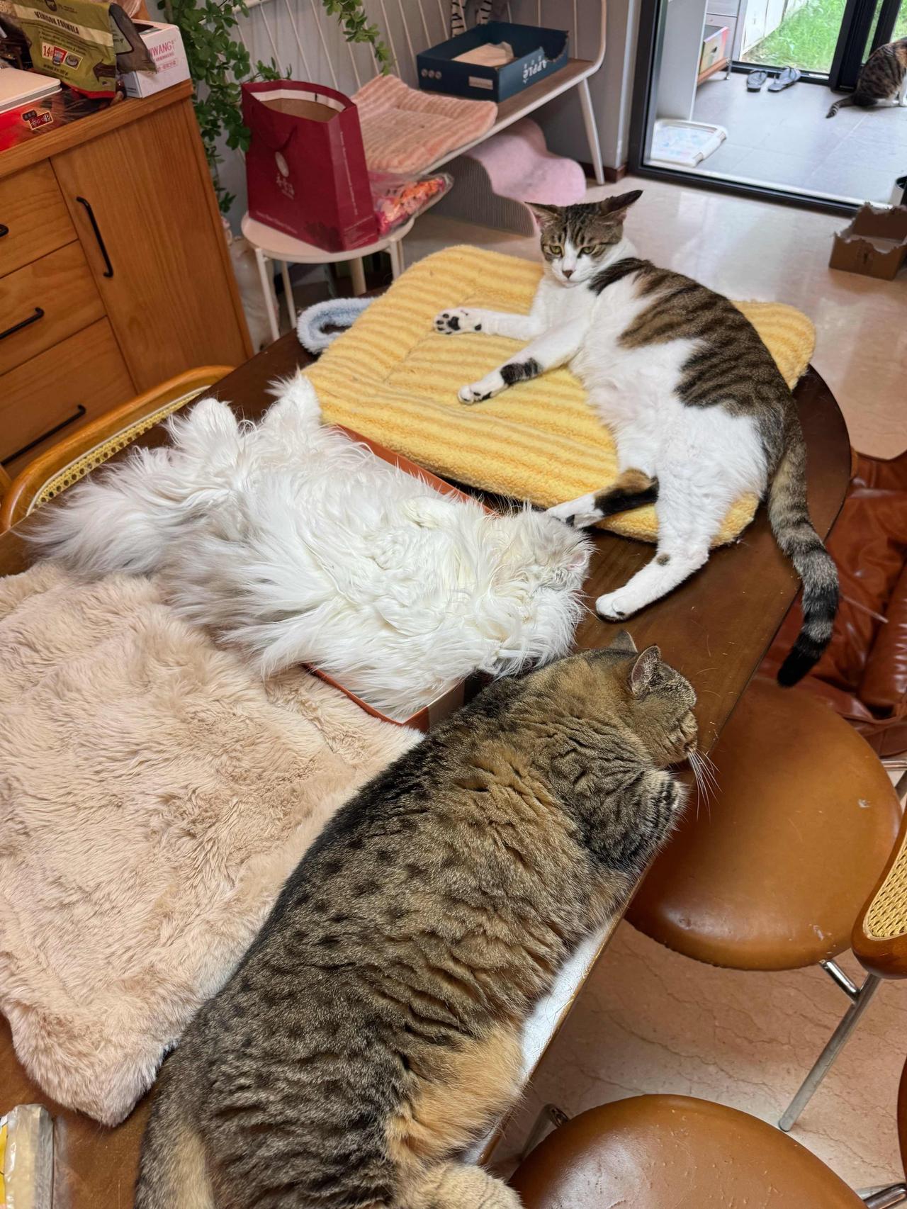 各个猫有各个猫的停猫位