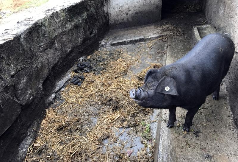 腊月二十三，豫北王家屯和浙南松阳县山村都在进行杀年猪。在王家屯，老王家院里热闹非