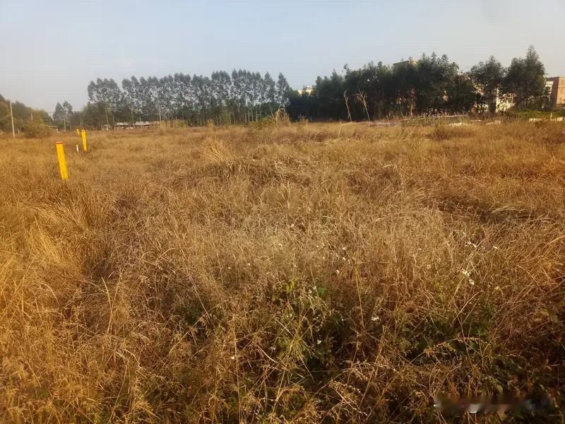 昨天小区公园一大姐说“我现在可幸福了，我农村的，土地出租一年收入8000多块钱，