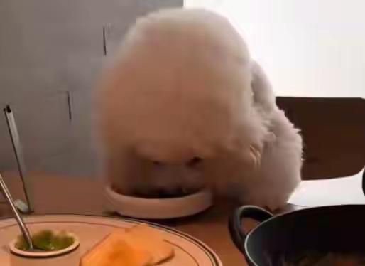 世界上最讽刺的事就是，说养狗的人都有爱心。一些养狗之人将自己的爱犬抱到公共餐厅的