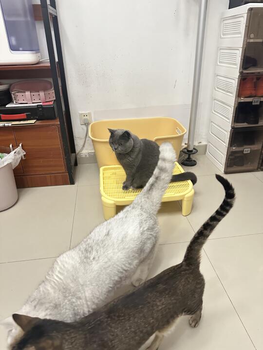 养猫家庭可以猫砂盆垫子