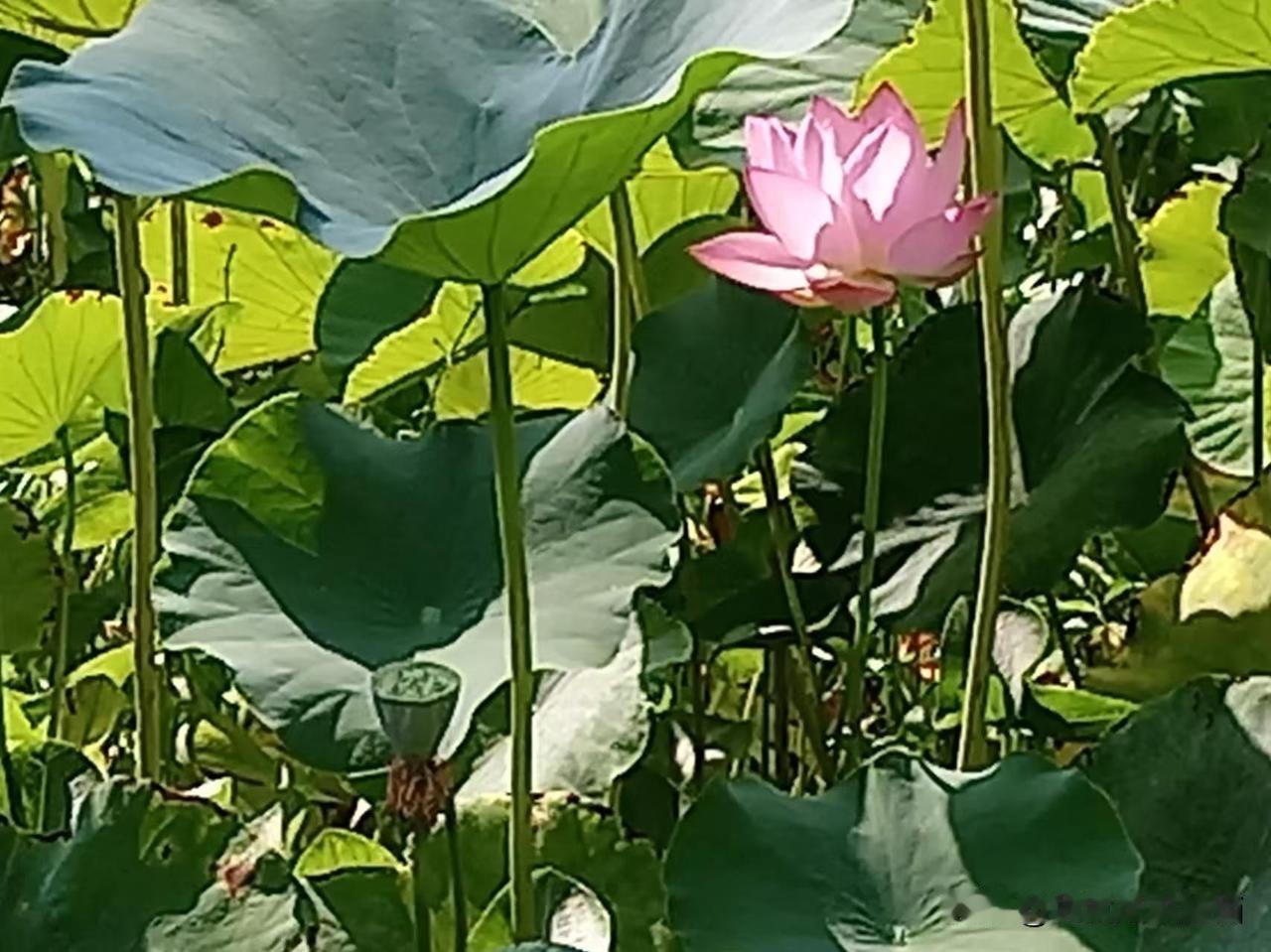 夏日荷塘，绿意盎然，荷花点缀在其间，如诗如画。
荷花仙子舞动绿裙，随风起舞，优雅