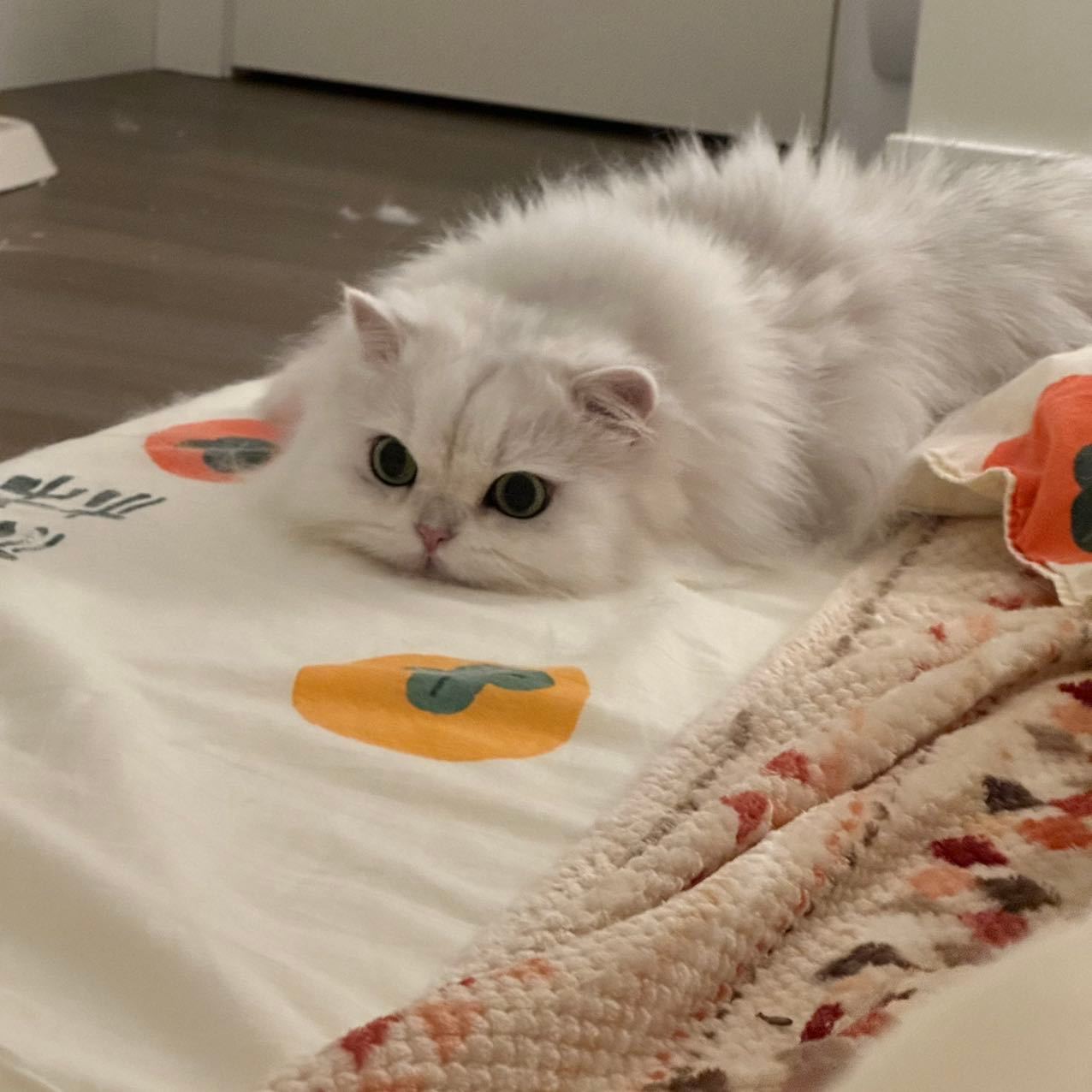 不是我不挑是真的每一张都好了毕竟这是扭一扭啊！！#辣椒家新家回访##银渐层##英