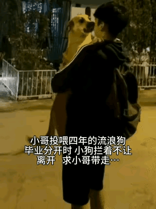 怕你担心，我先把结果告诉你，省的你担心：小哥把投喂4年的流浪狗带走了，小狗狗再也