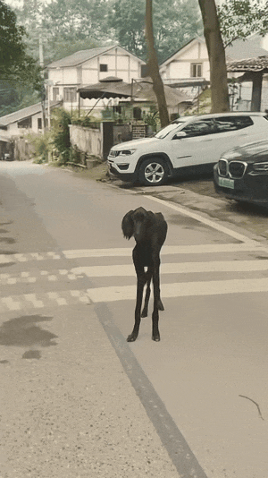 重庆，女子在南山开店，在门口遇到了一只流浪动物，瘦得只剩一把骨头，第一眼竟没分清