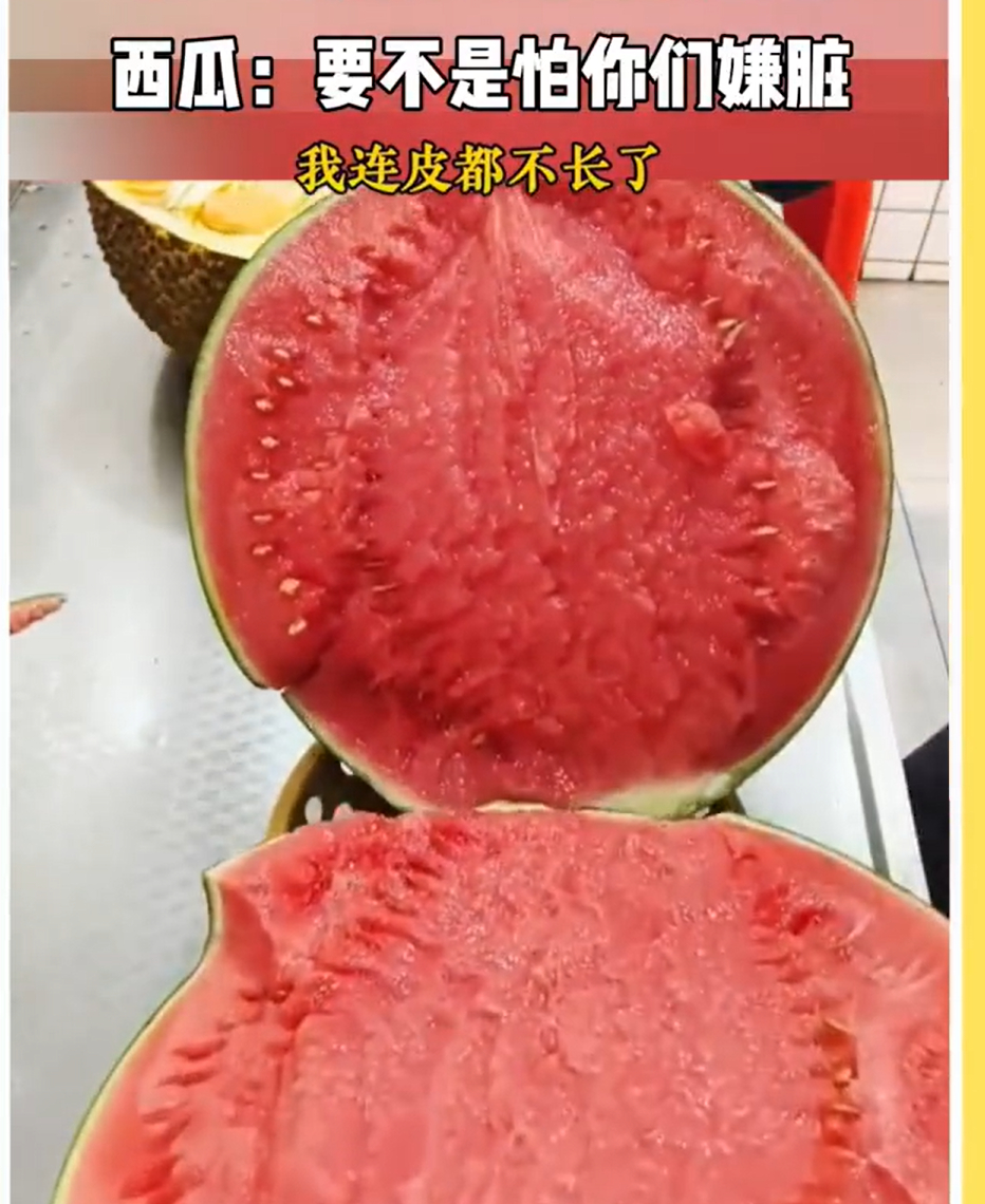 再进化下去西瓜皮要没有了我还从来没有见过皮这么薄的西瓜 