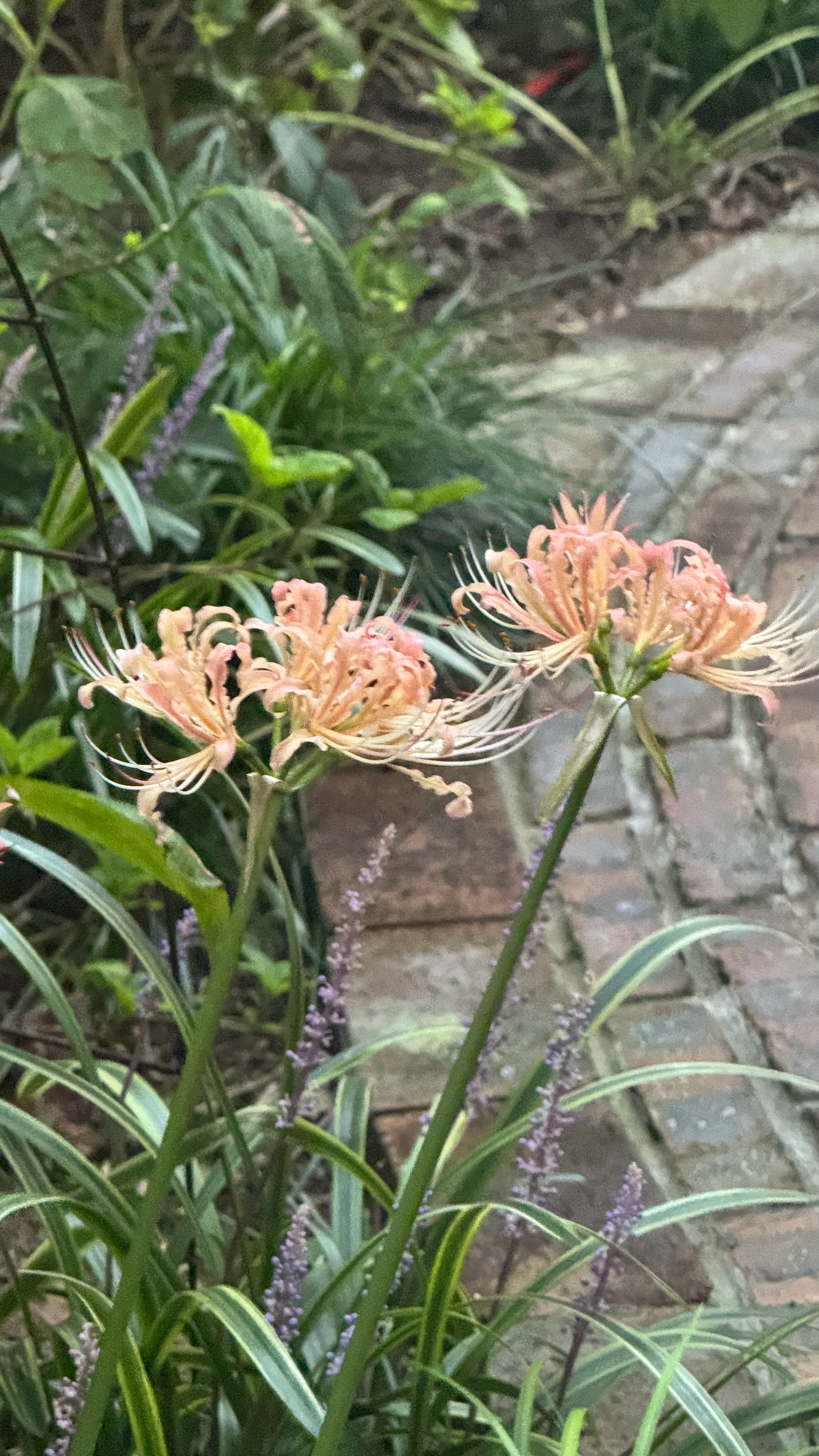 石蒜的季节到了。没开花之前，它们的叶子就先会消失，所以有的时候甚至根本想不起来它
